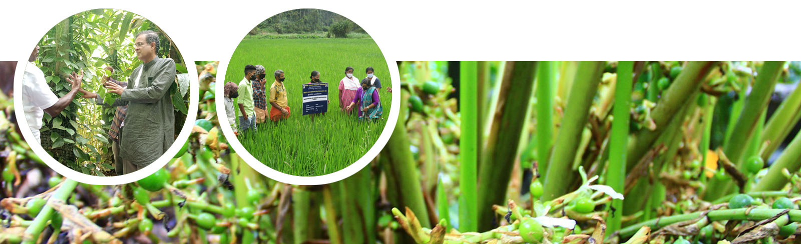 kvk-idukki